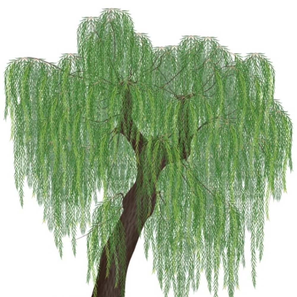 Meet your Posher, Willow Sales